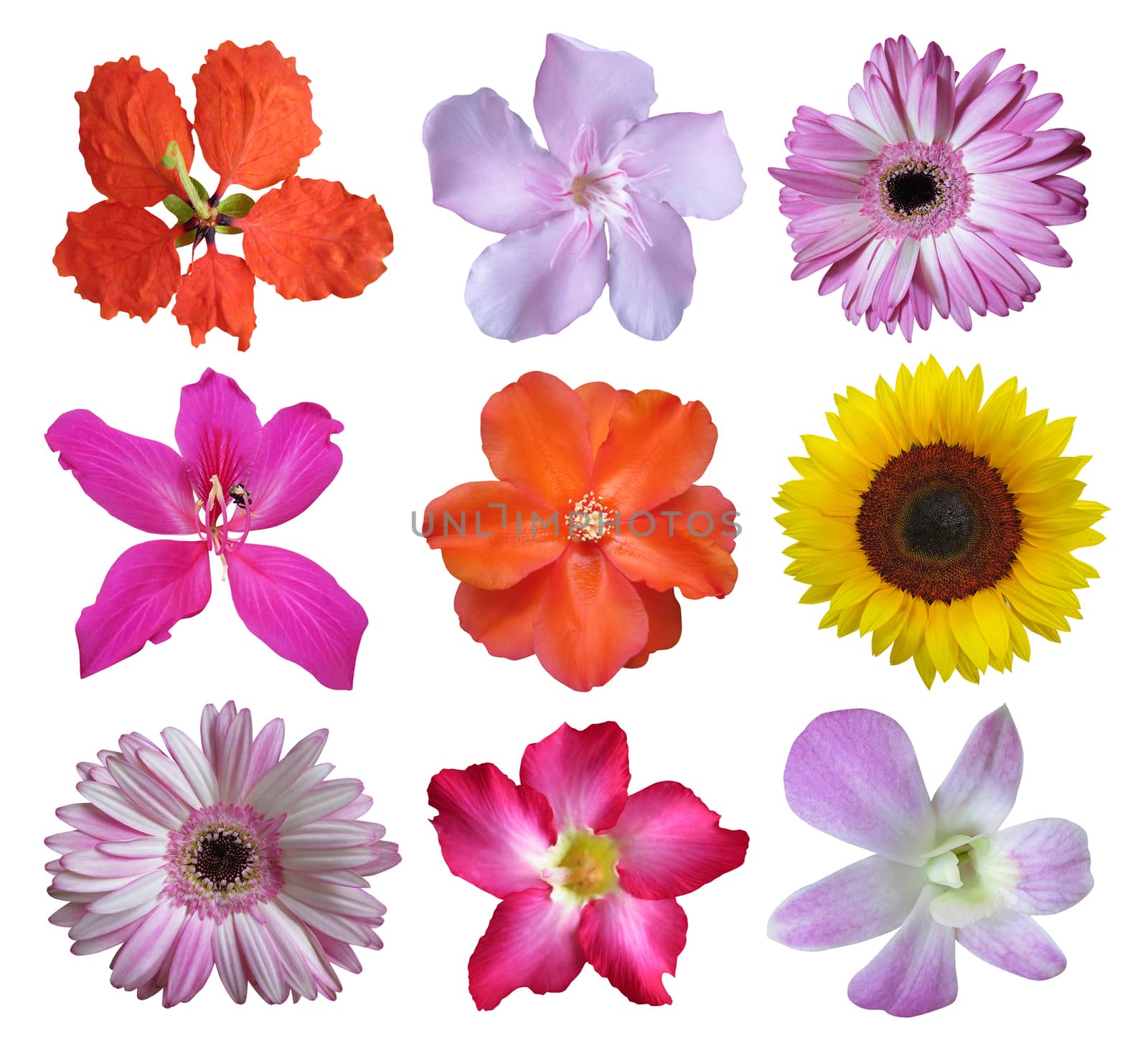 Flower collection isolated on white background