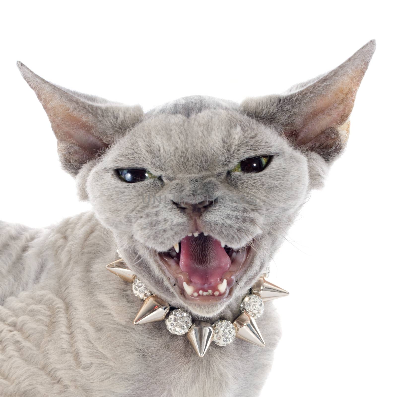 devon rex cat in front of white background