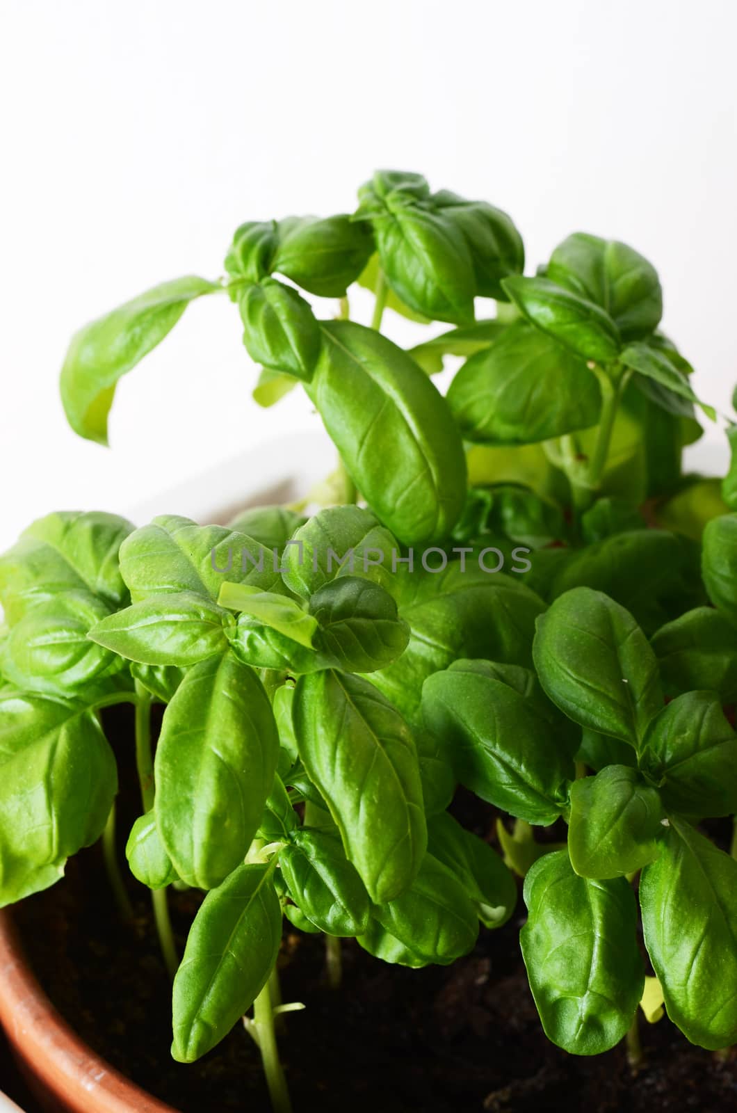 basil