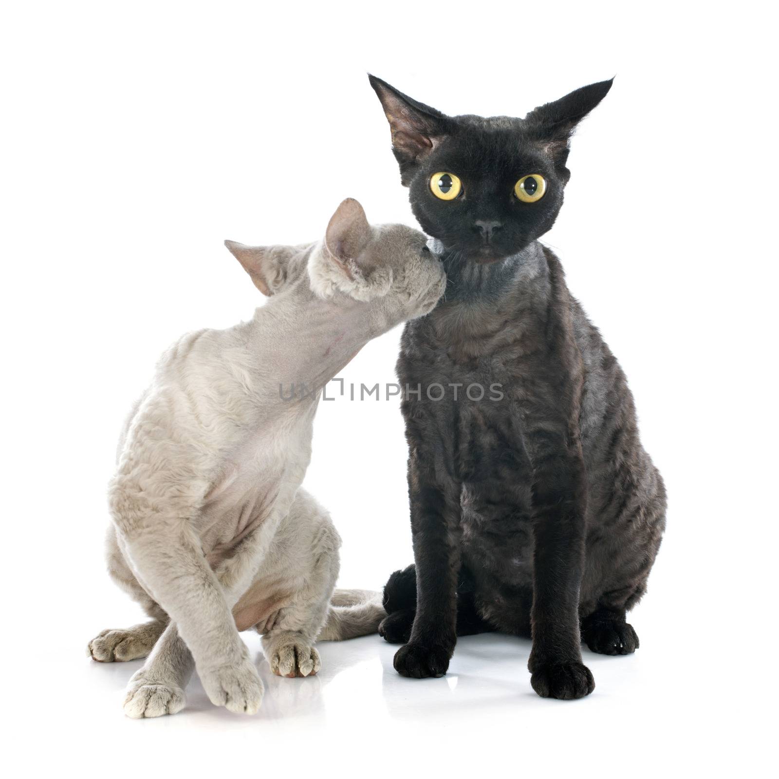 two devon rex cat in front of white background