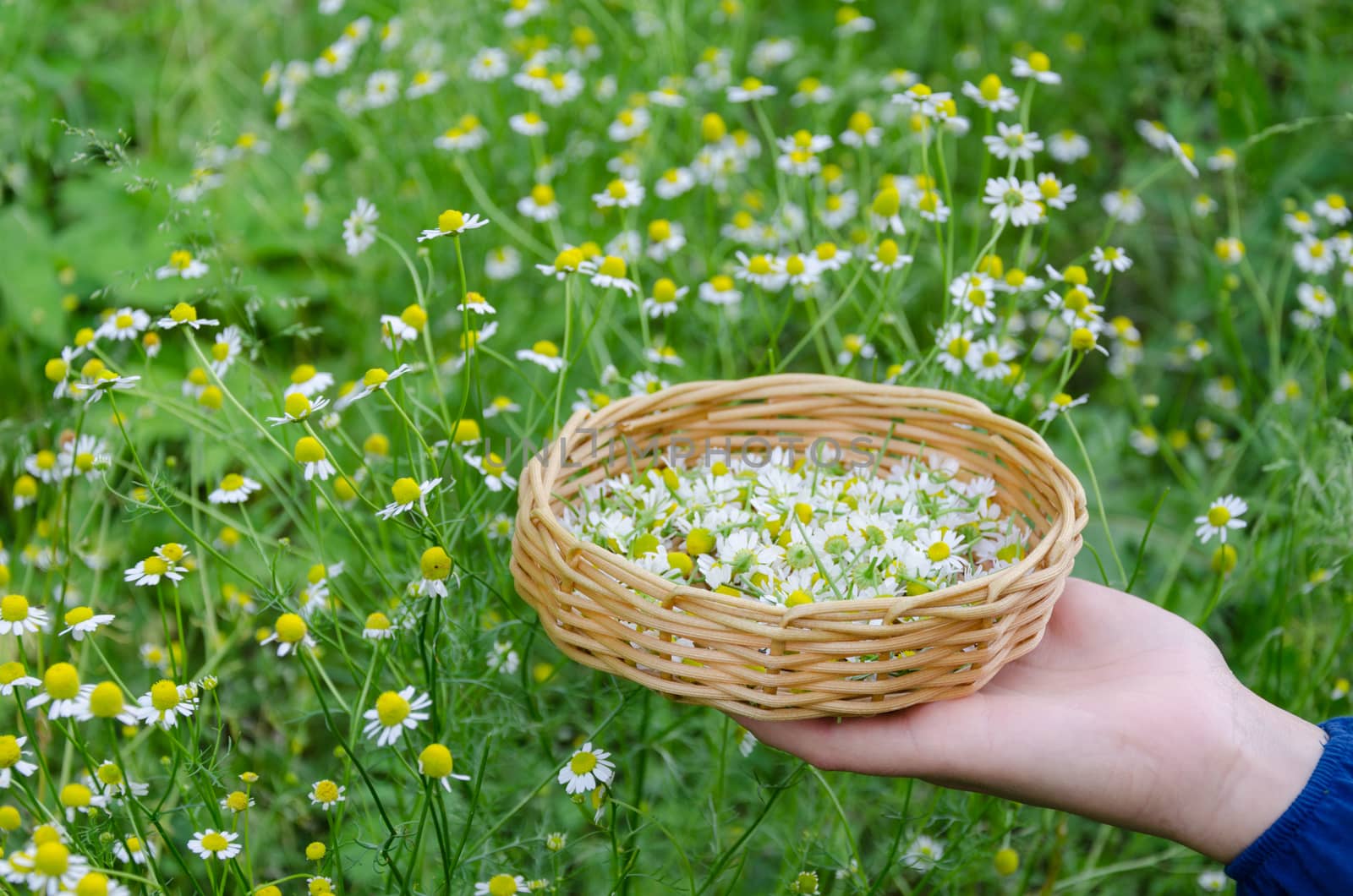 hand holding basket with chamomile herbs outdoor by sauletas