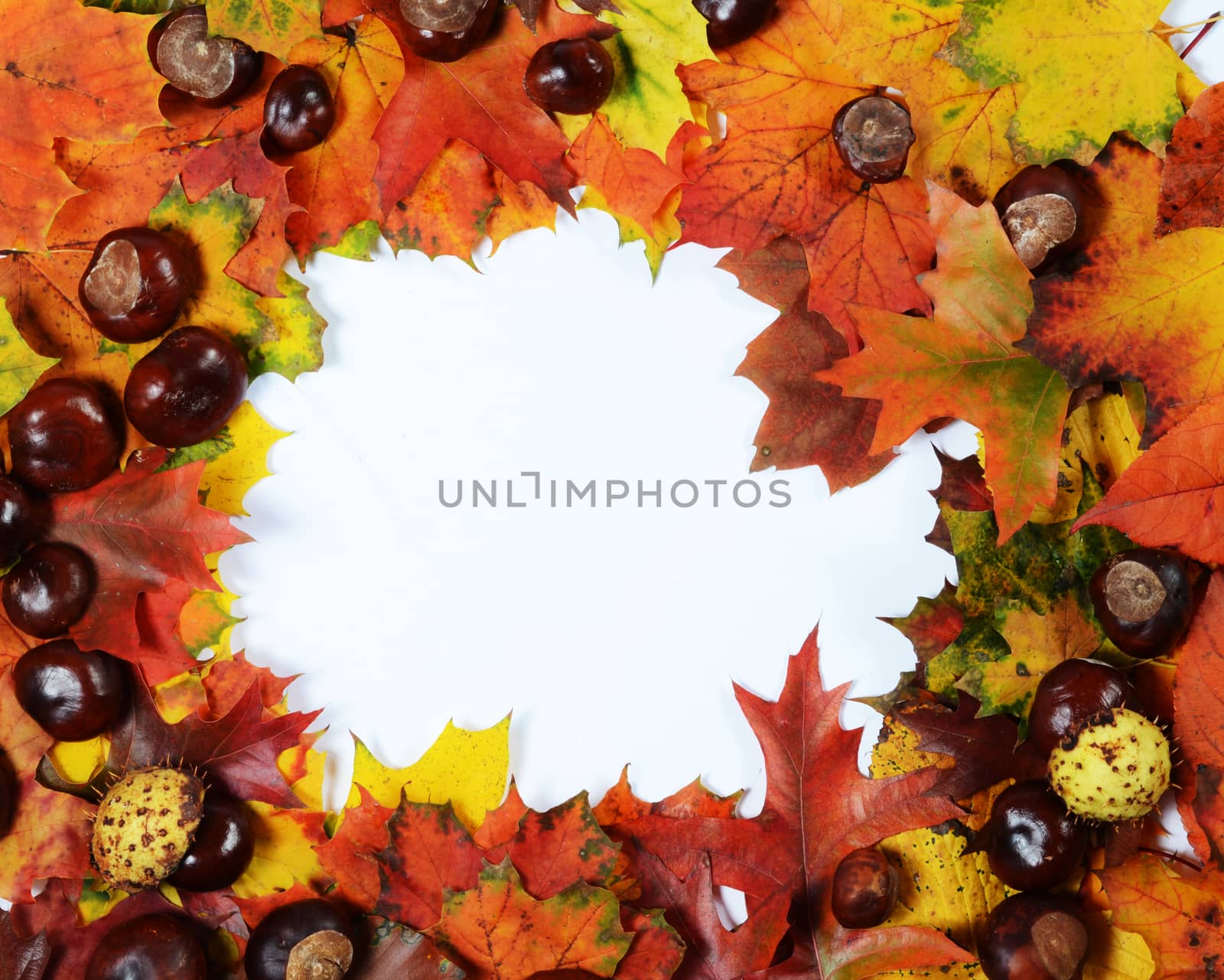 autumn frame