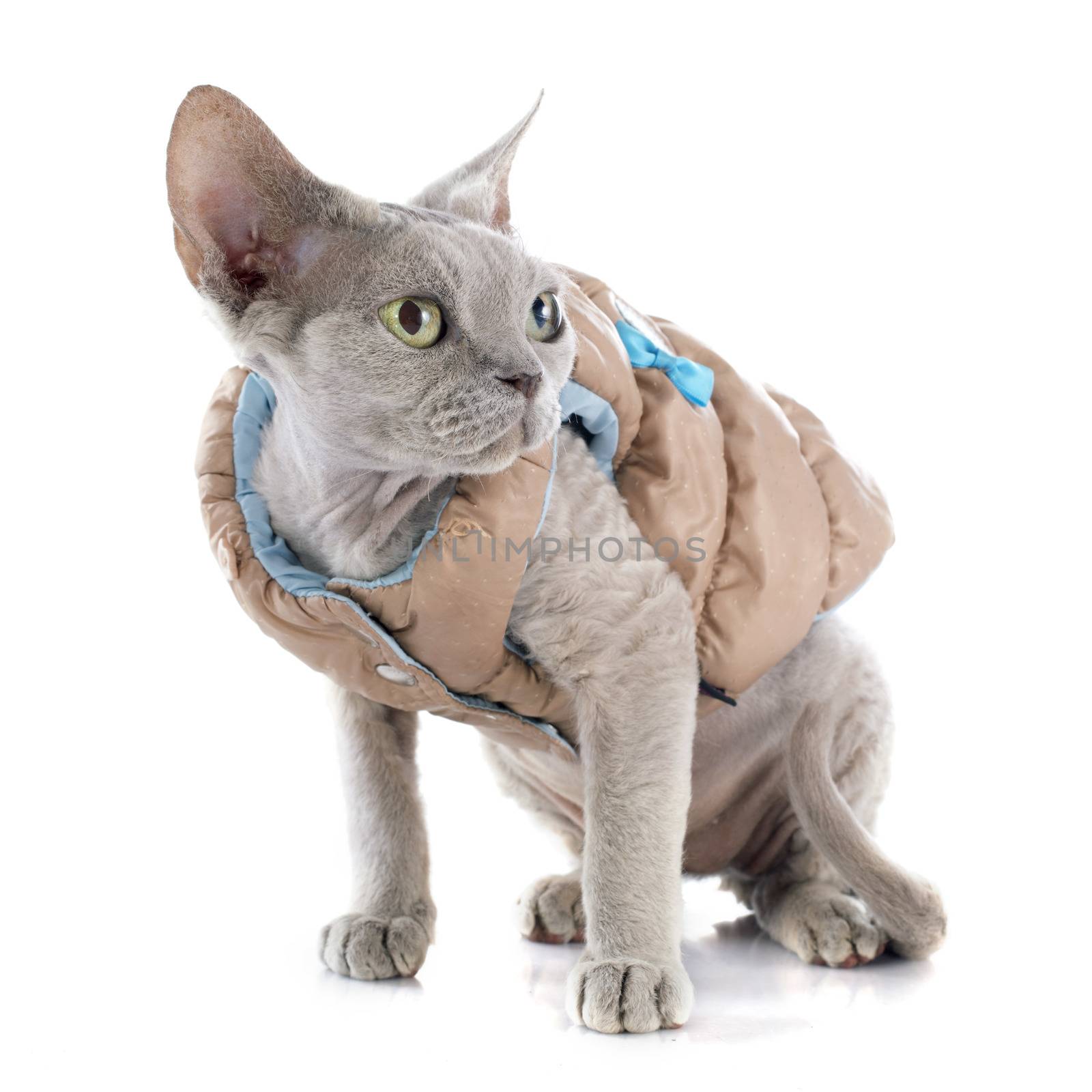 devon rex cat in front of white background