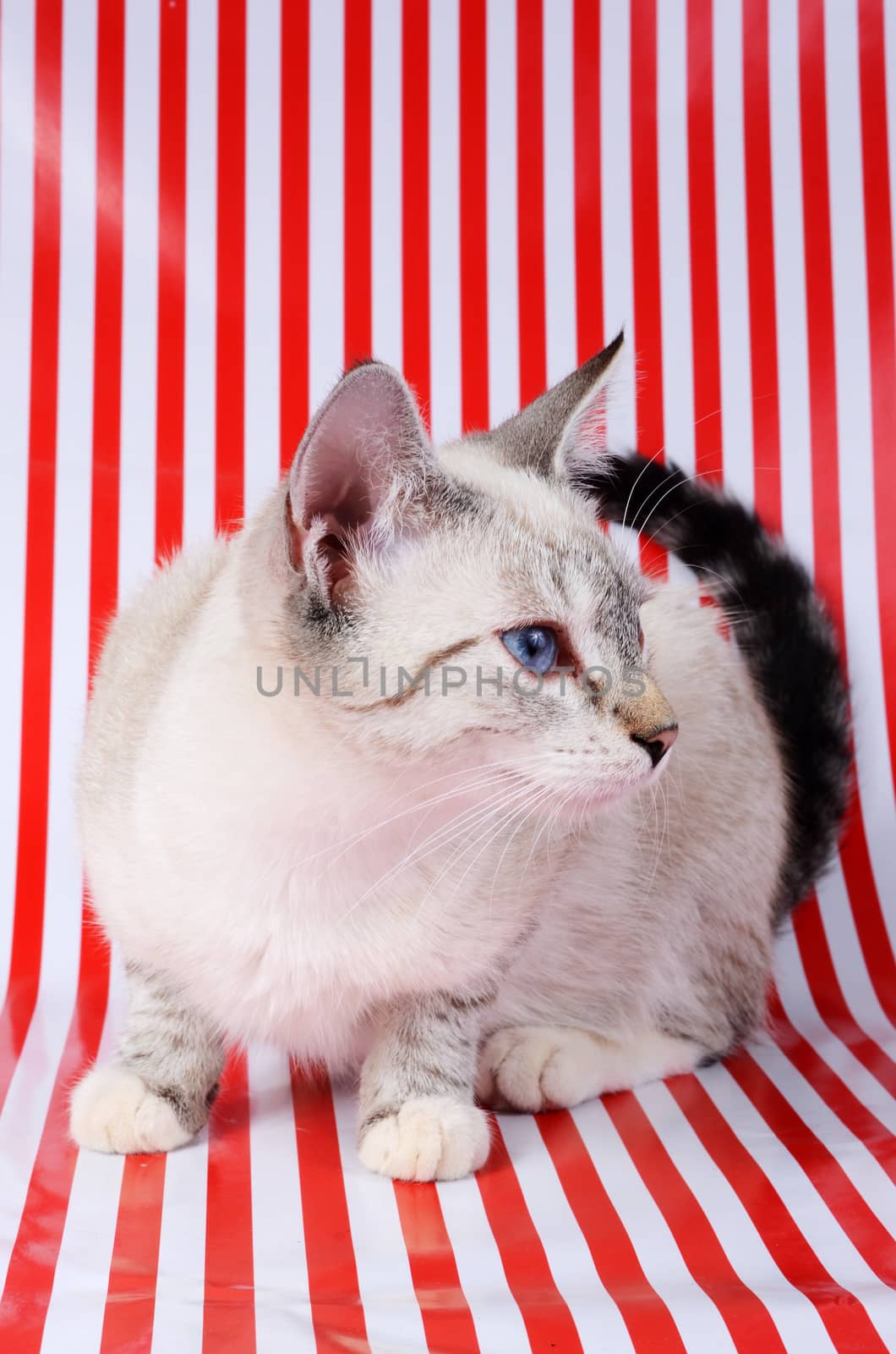 kitten