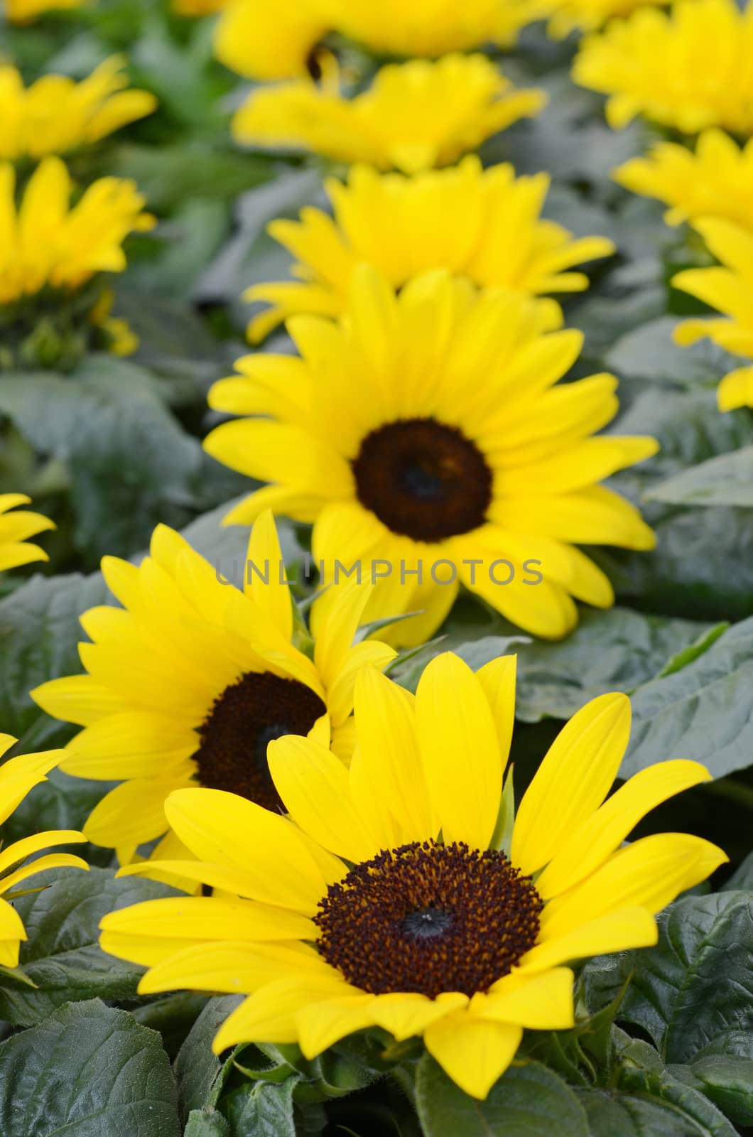 sunflowers