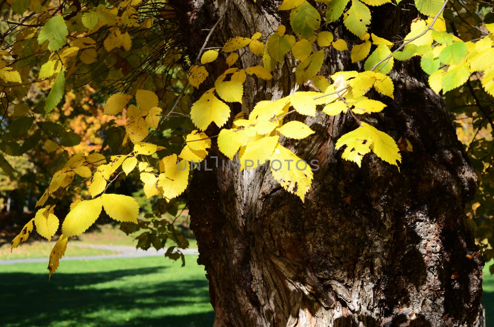 autumn