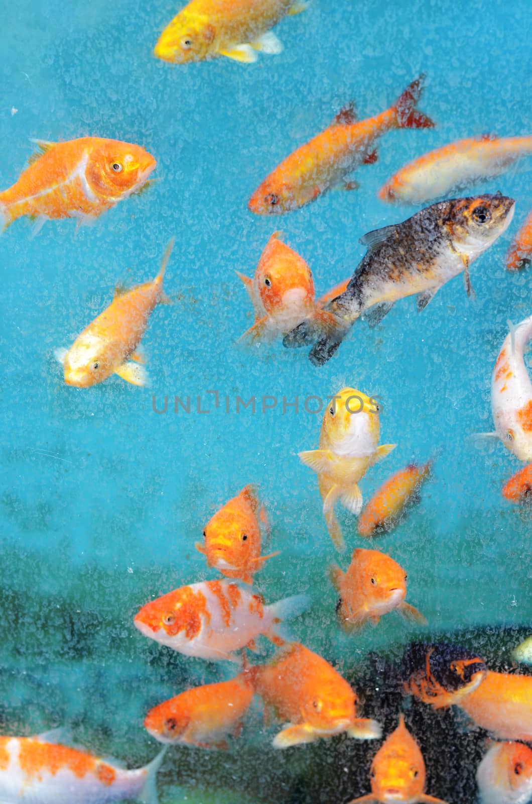 golden fishes