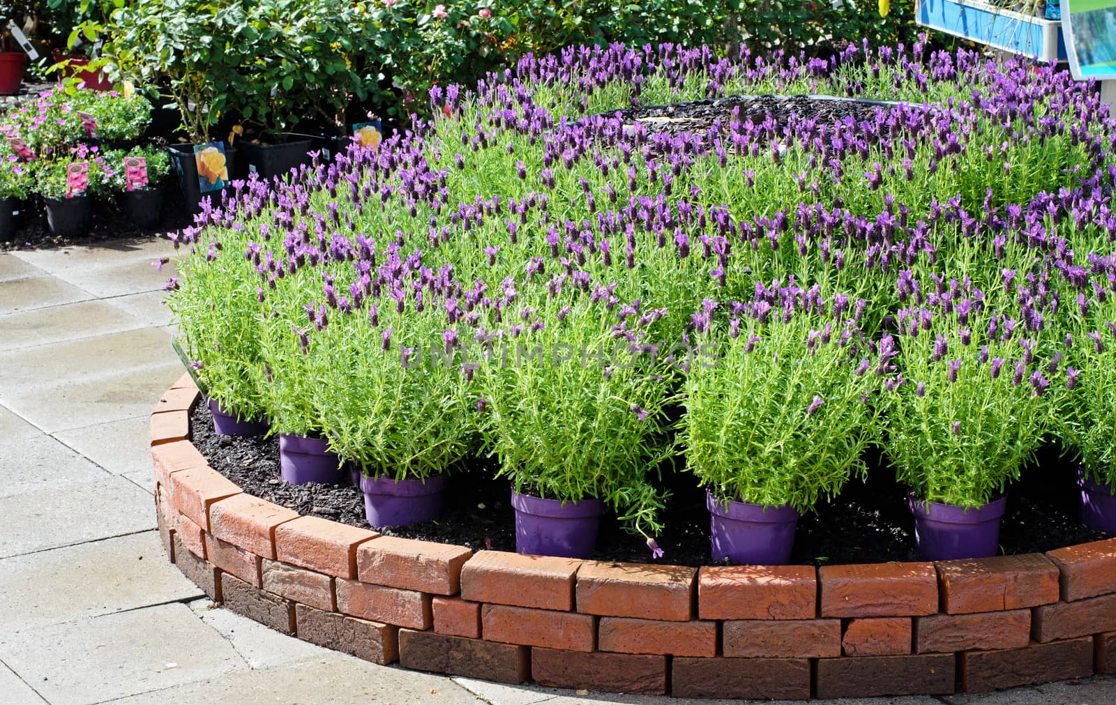 lavender