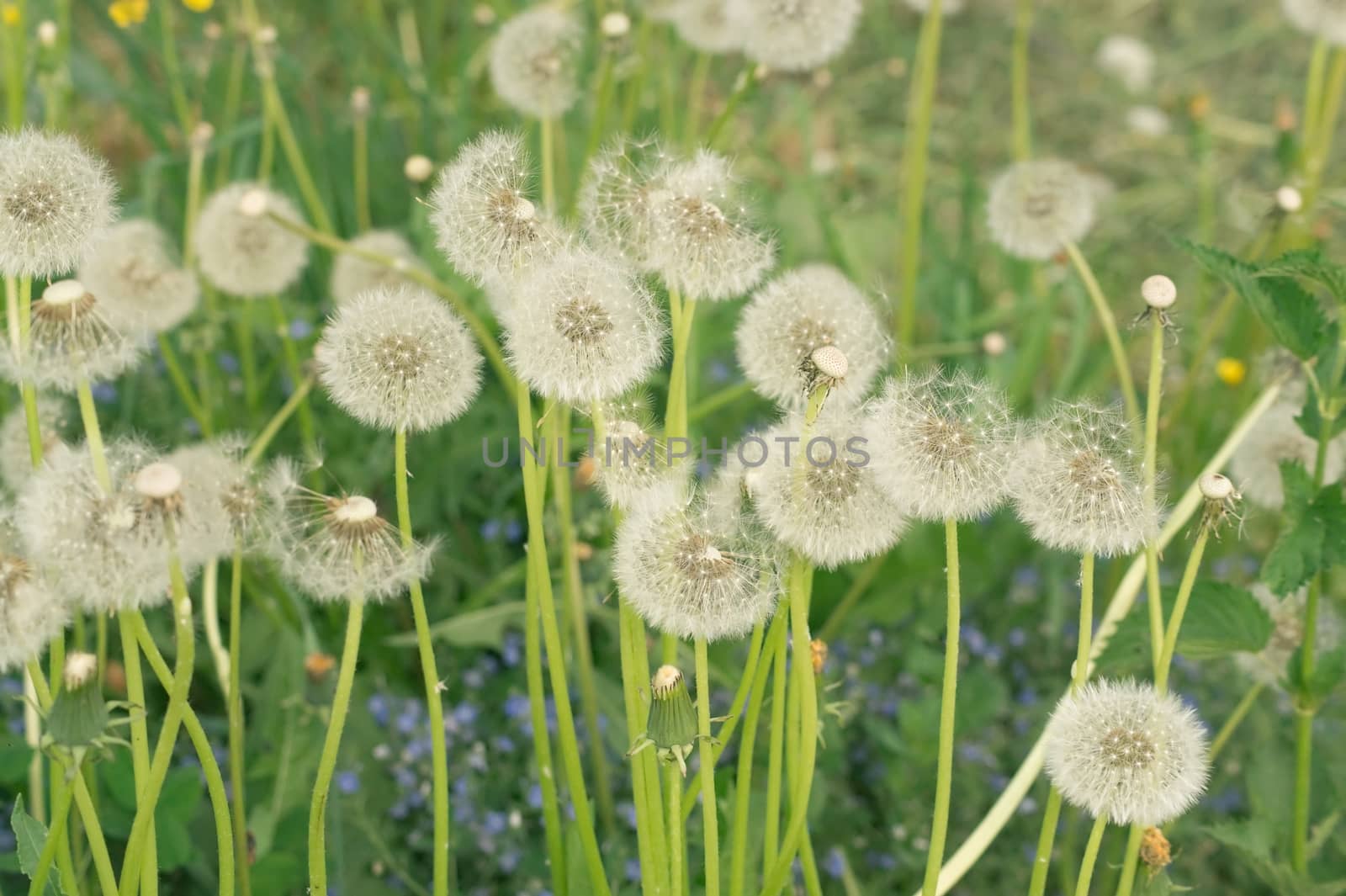 Dandelions on a meadow in the evening light in Russia