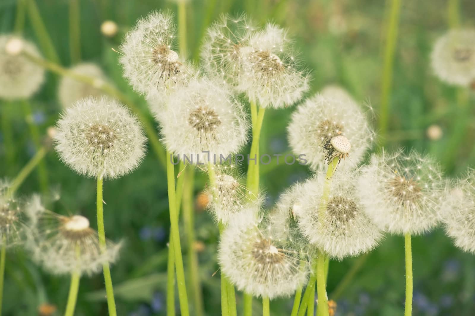 Dandelions on a meadow in the evening light in Russia