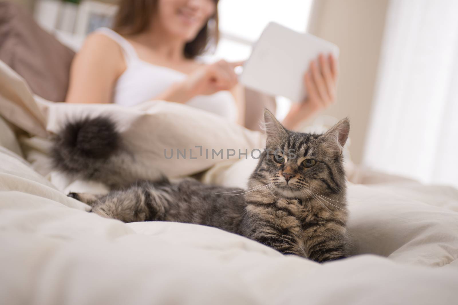 Beautiful cat lying on bed, woman using a tablet on background