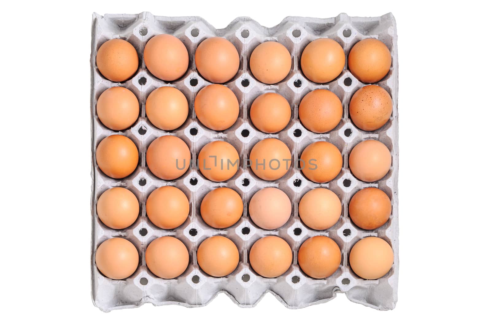 Chicken eggs in egg tray 