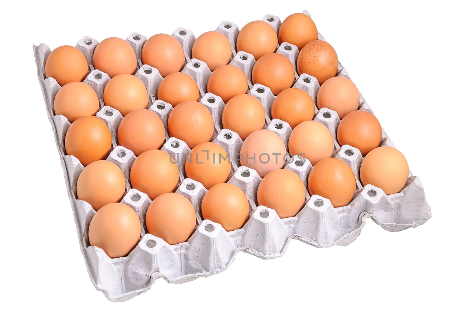 Chicken eggs in egg tray 