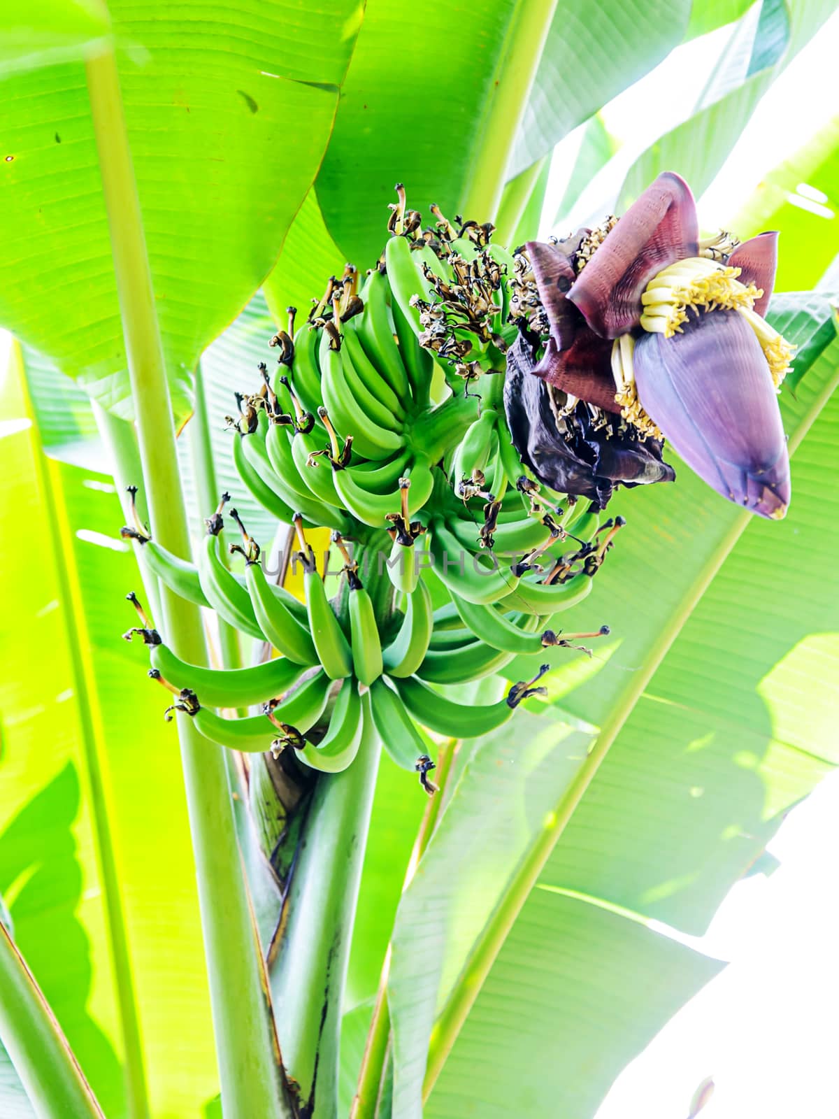 Green banana on a branch of a banana tree 
