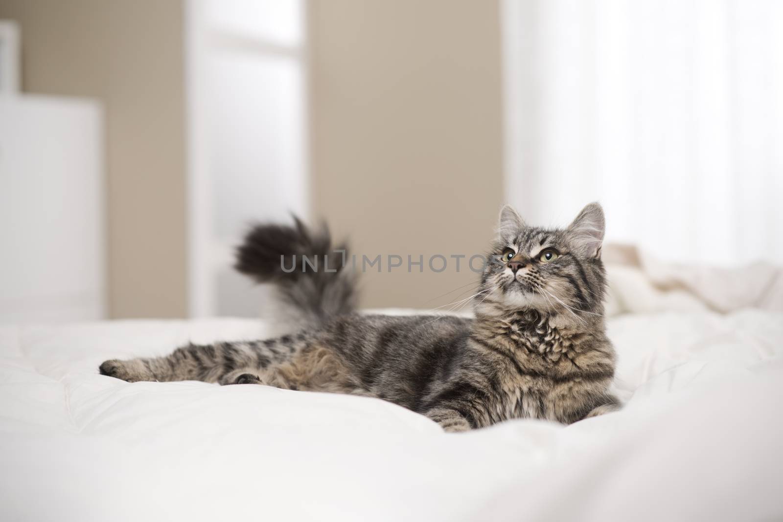 Portrait of a beautiful cat resting on a bed