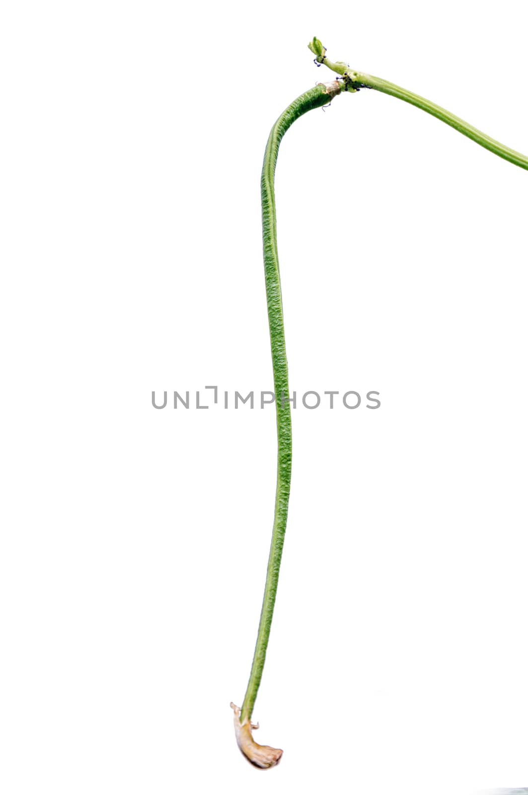 Green fresh cow pea isolated on white