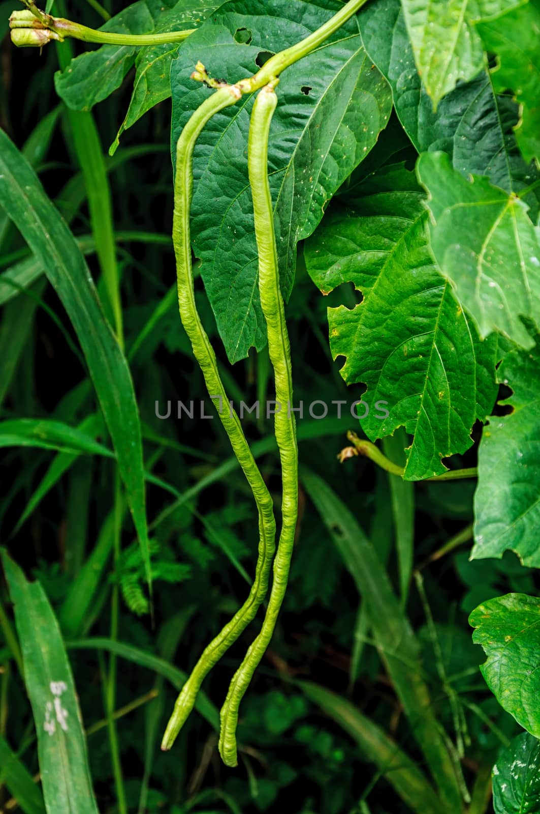 Green fresh cow pea by NuwatPhoto