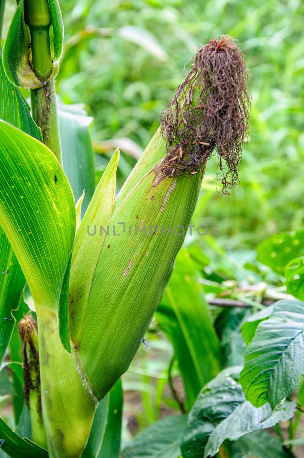 Corn growing out of the trunk.