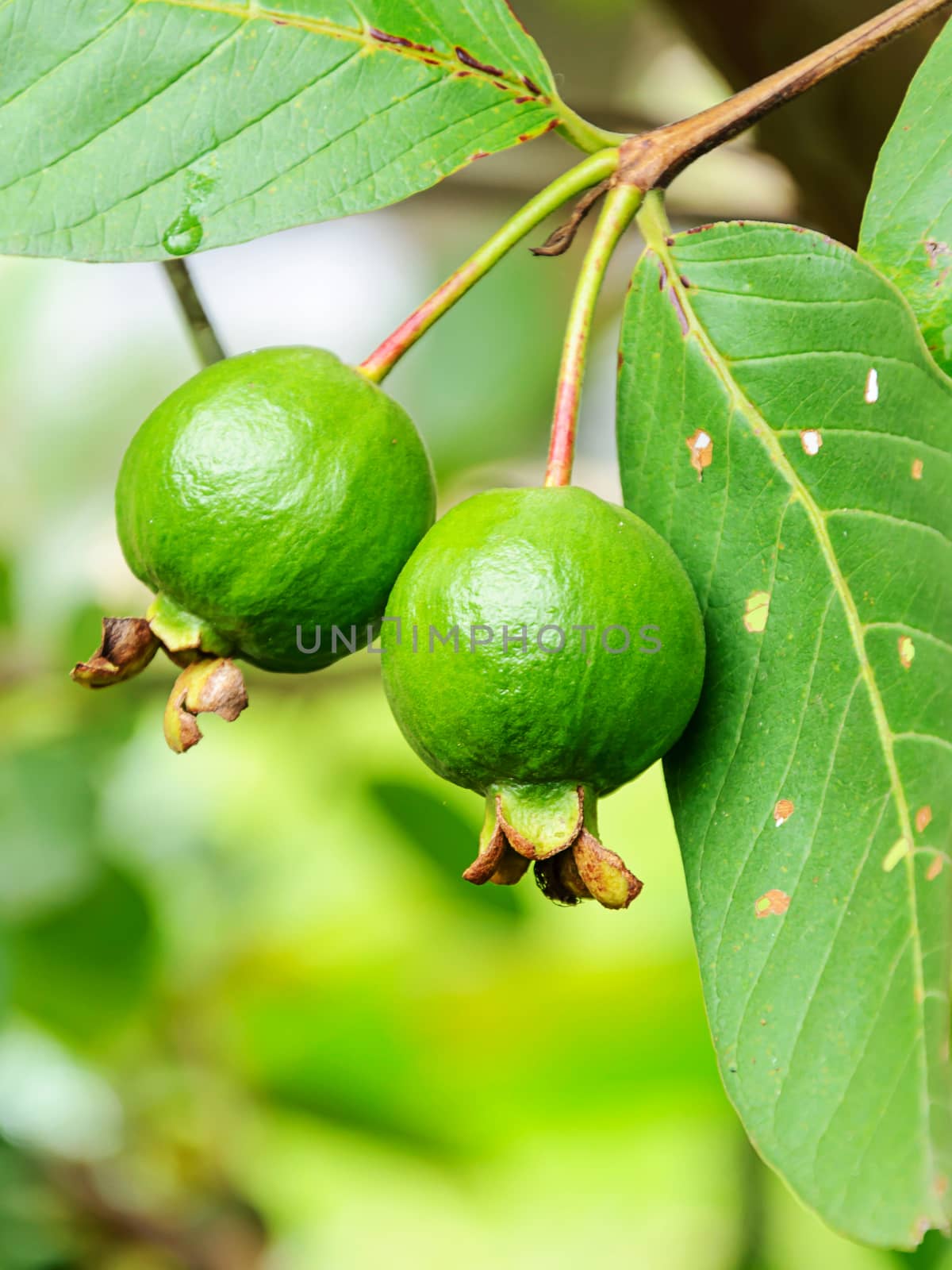 Guava fruit on the tree (Psidium guajava) 