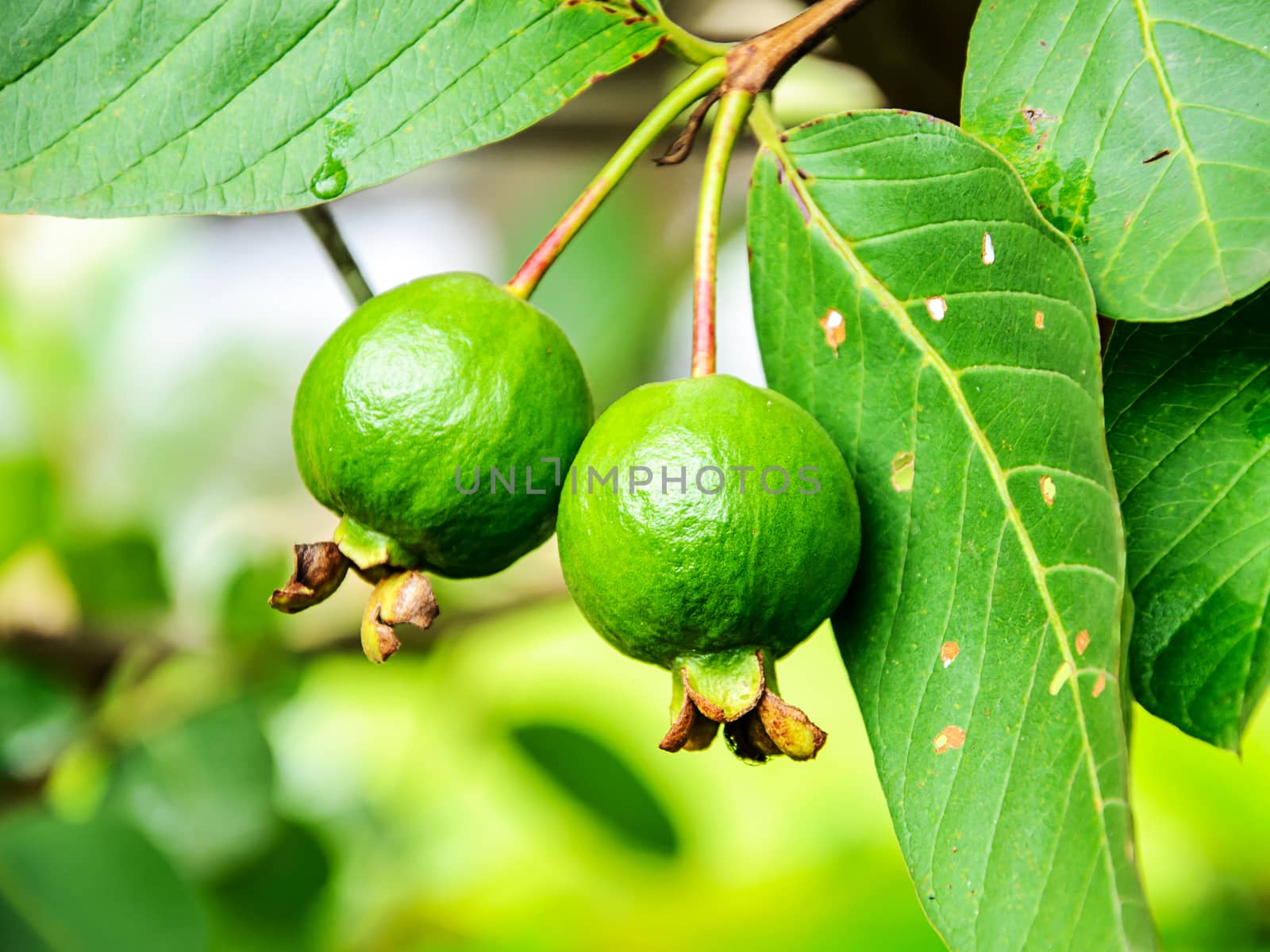 Guava fruit by NuwatPhoto