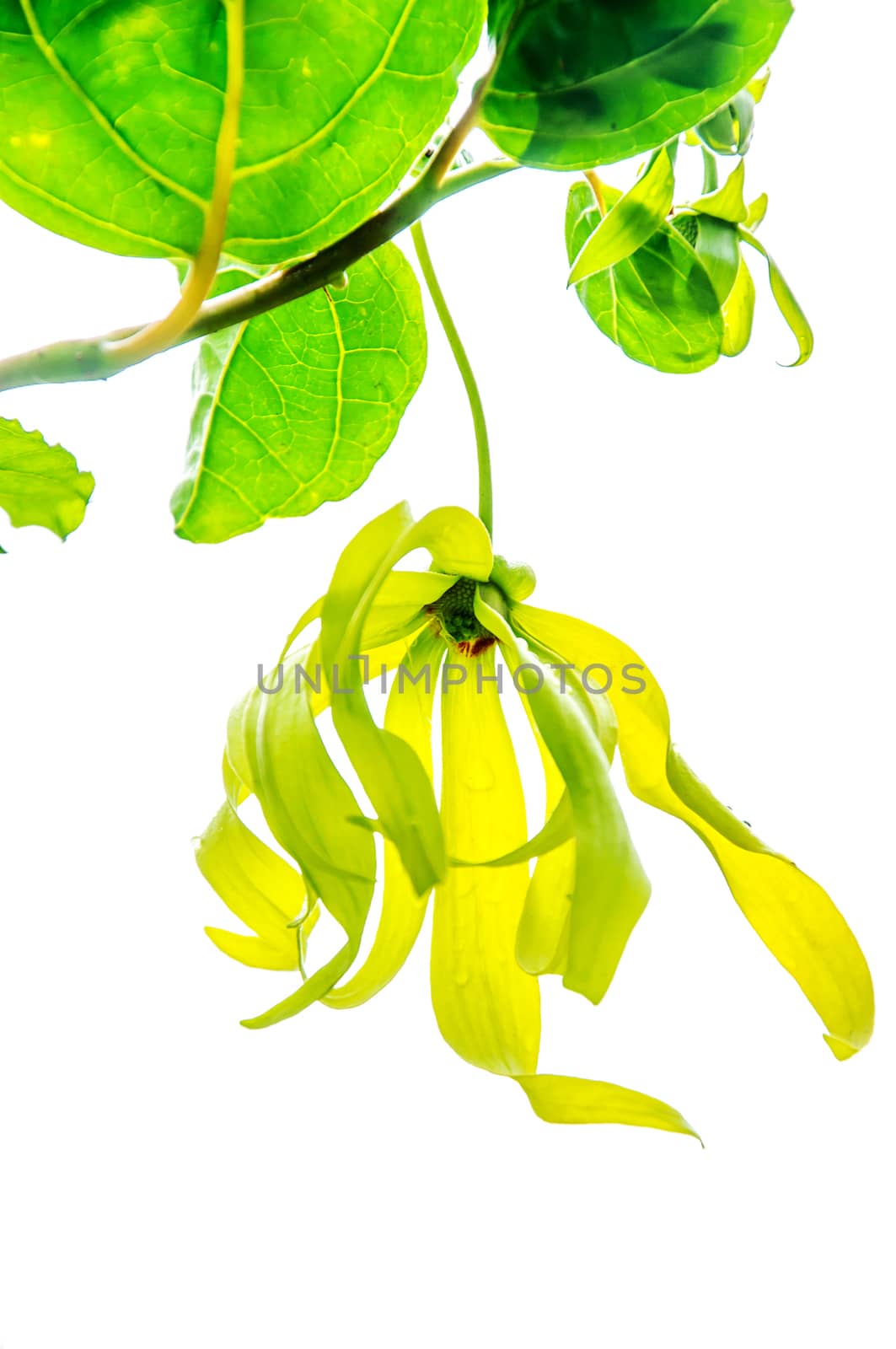 Yellow flower (Desmos chinensis) isolated on white