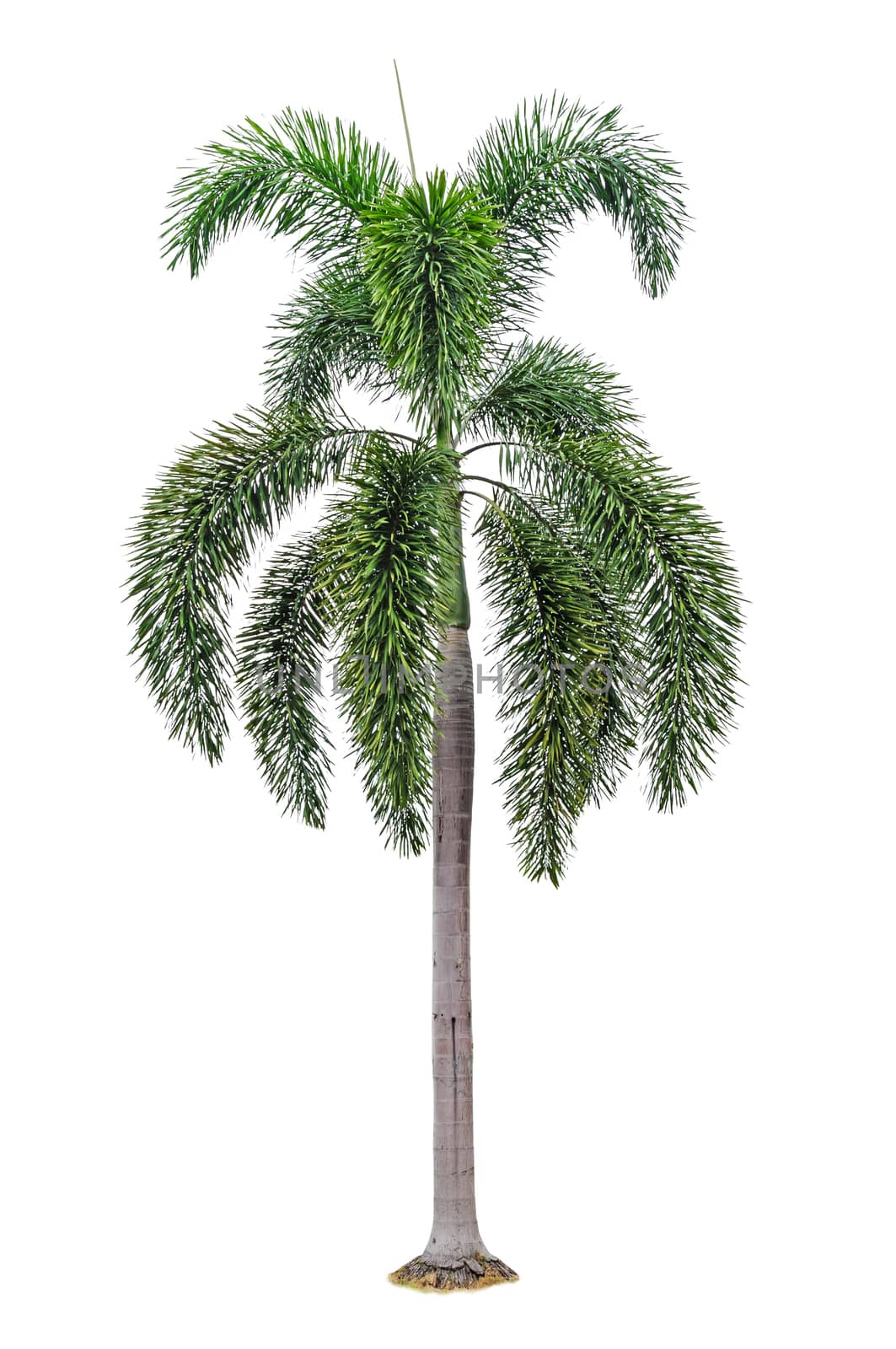 Palm tree isolated on white background 