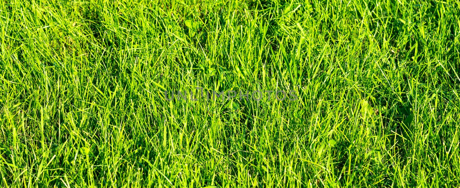 Close up on fresh green grass texture background by DNKSTUDIO
