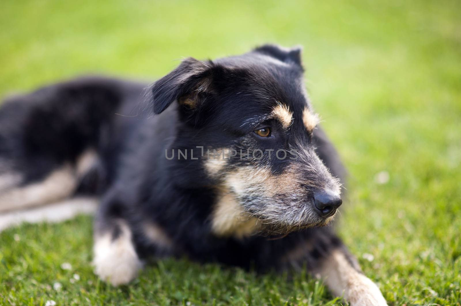 Crossbreed Dog lying on the Grass
