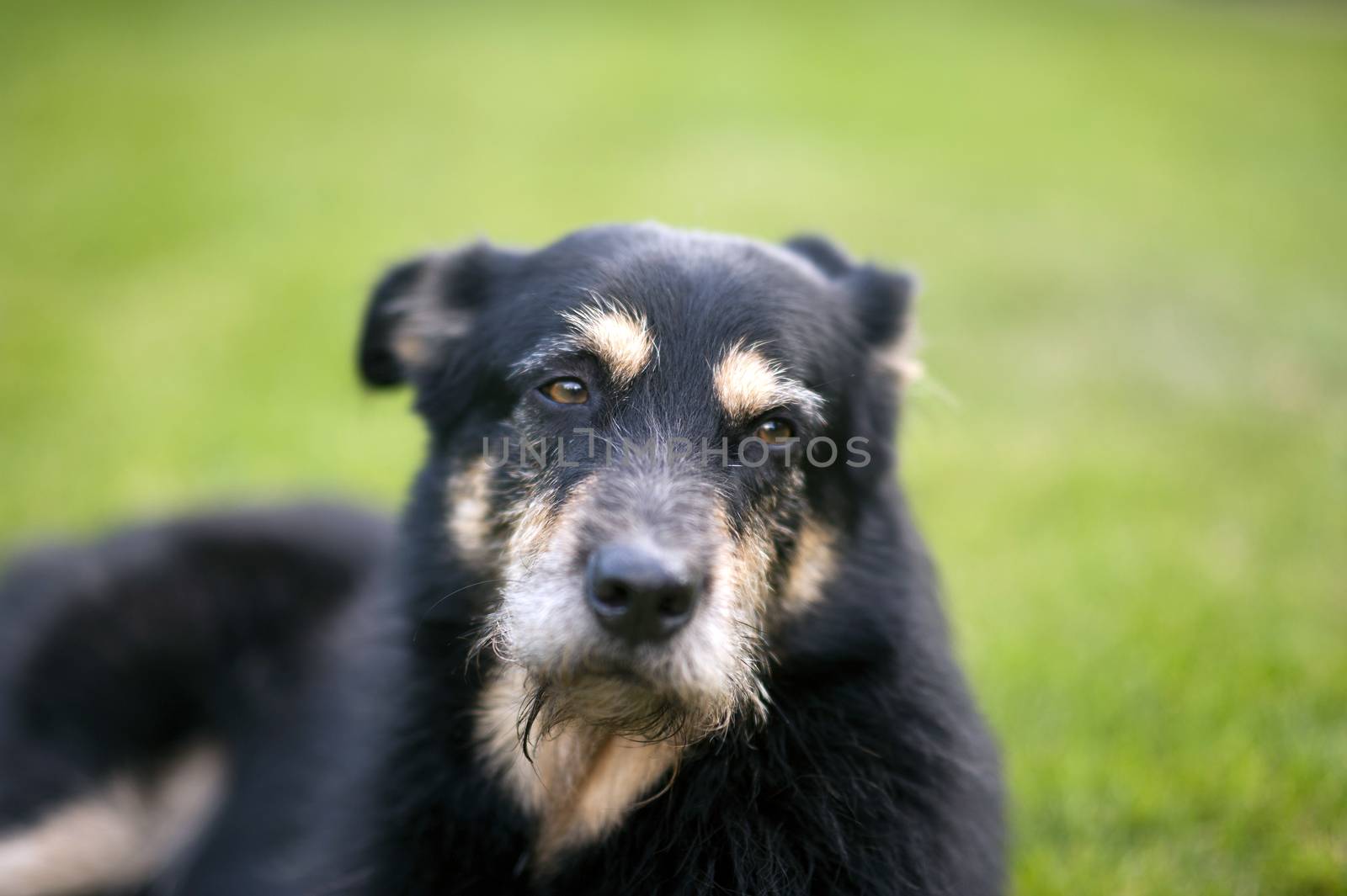 Crossbreed Dog lying on the Grass