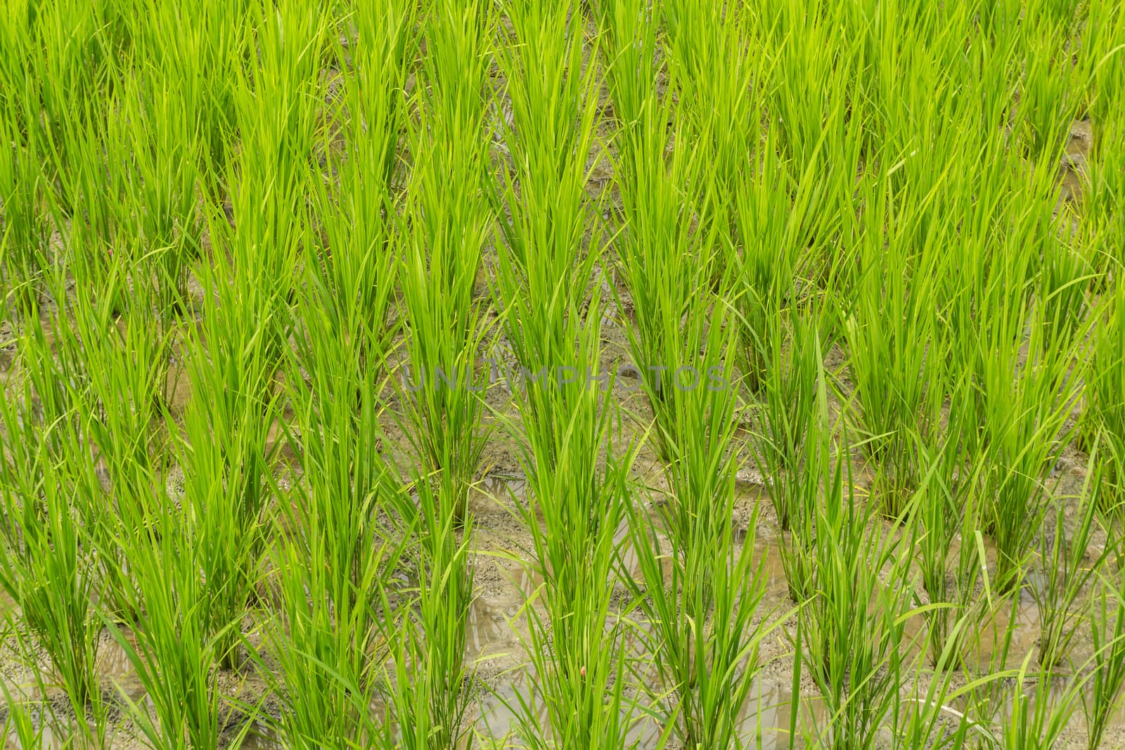 Paddy rice fields waiting for harvest growing