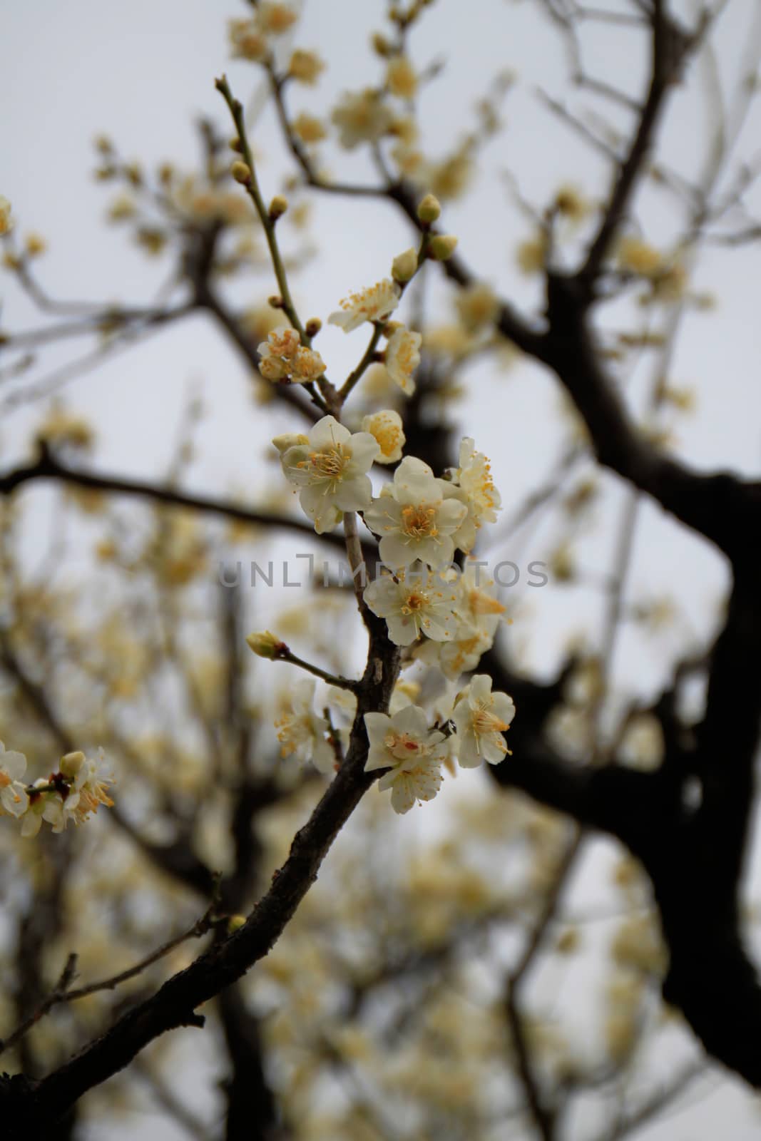 close up white color japanese apricot flower
