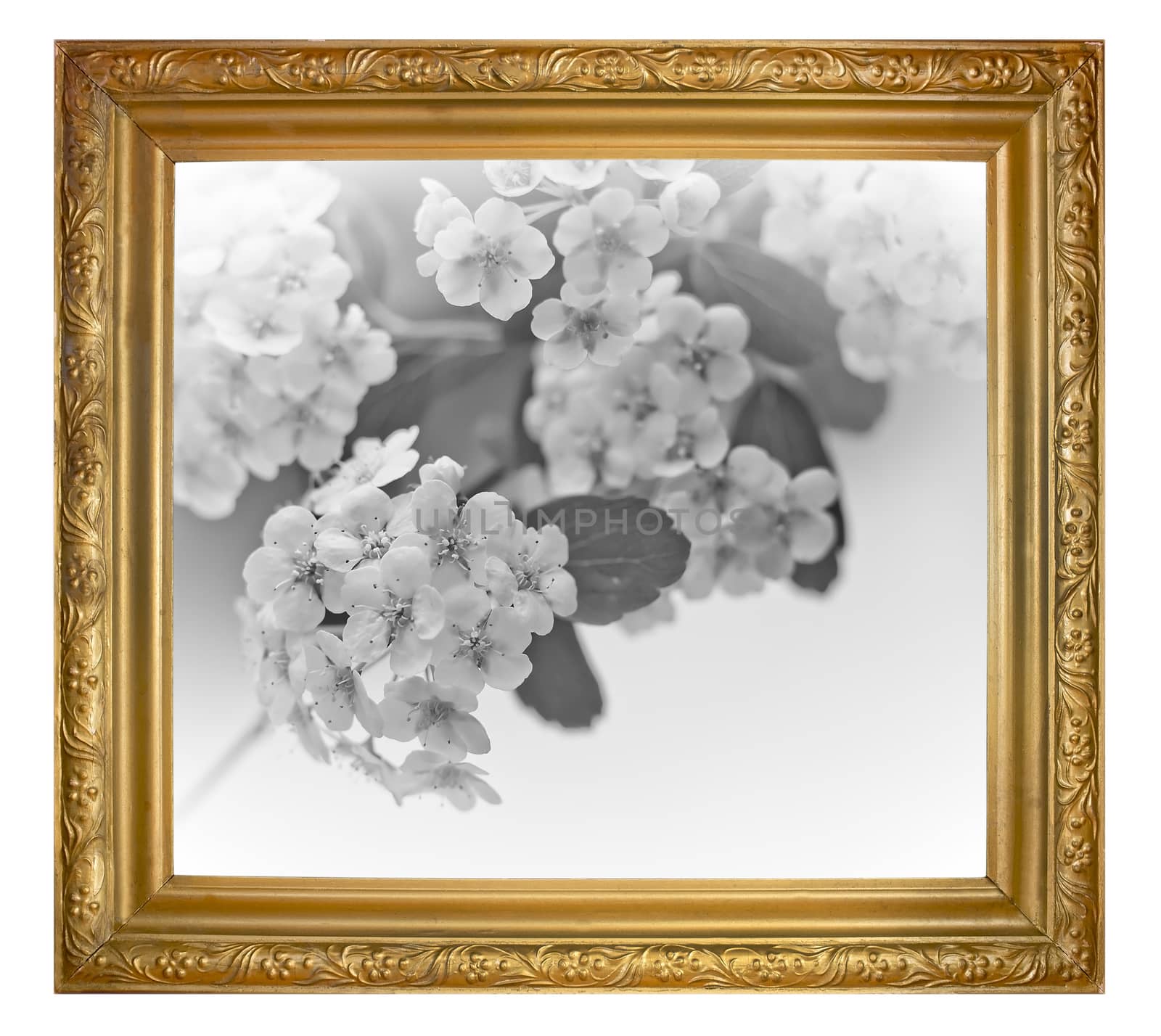 Black and white picture of a gray tone colors in golden frame