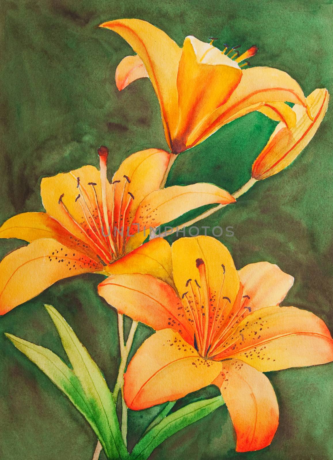 An original, watercolor painting of Saskatchewan's provincial flower, the tiger lily.