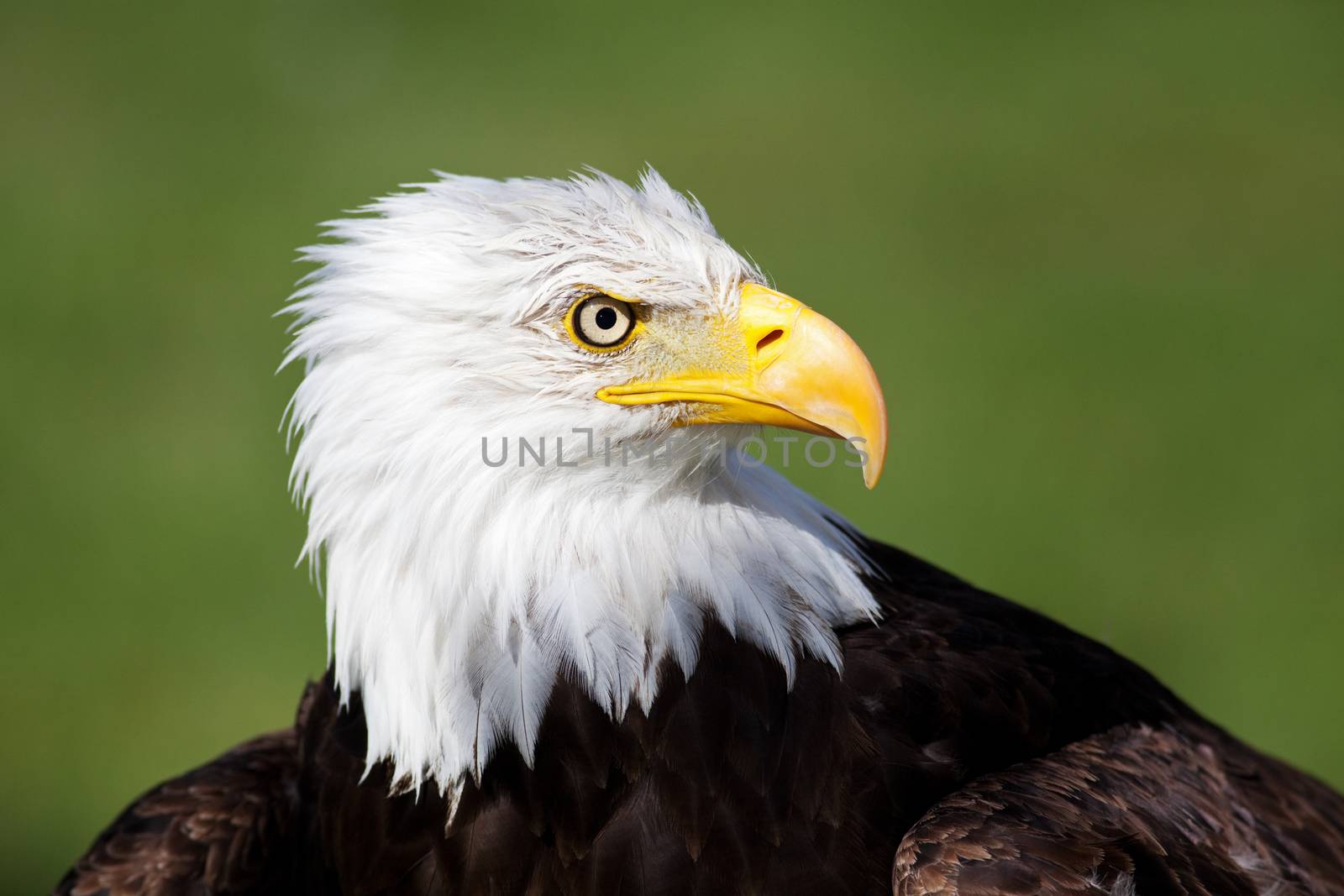 A portrait of an American Bald Eagle.