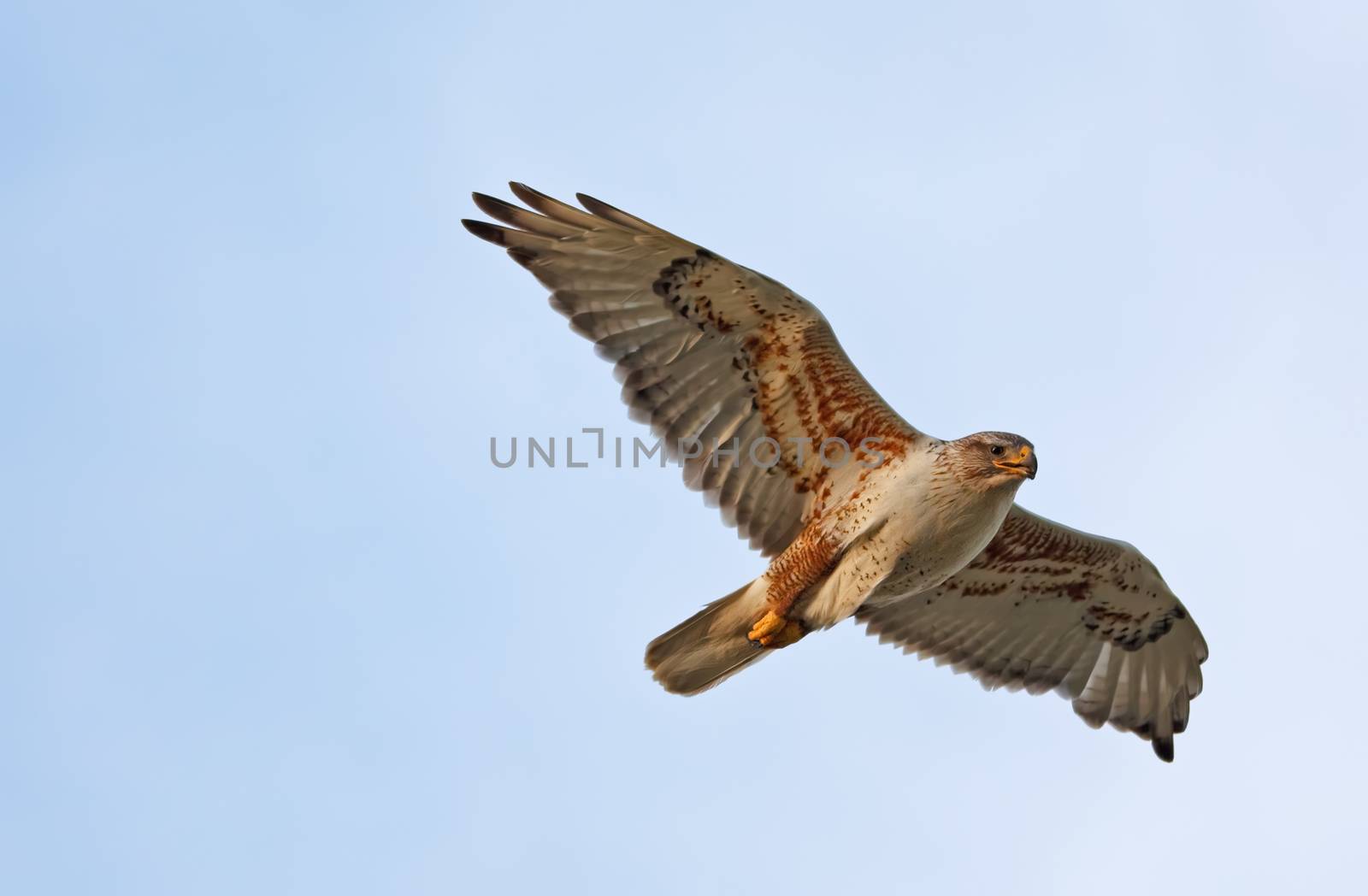 Ferruginous Hawk in Flight by songbird839