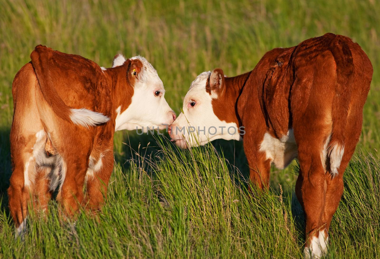 Two baby calves touch noses and lick each other affectionately.  Shot in early evening light (golden hour).