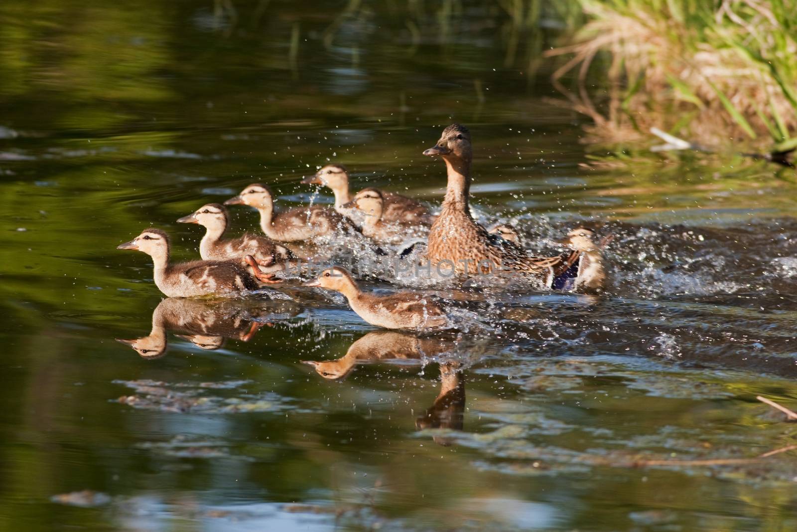 a family of mallard ducks flee the riverbank for the relative safety of the water.