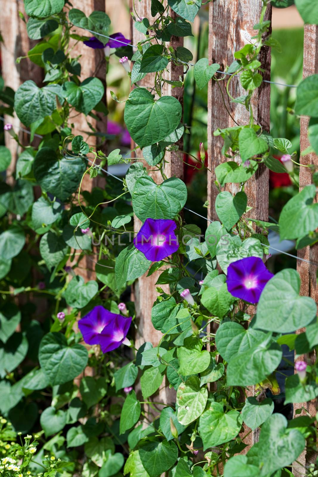 A beautiful hybrid variety of morning glories climbing up a fence on a sunny day.