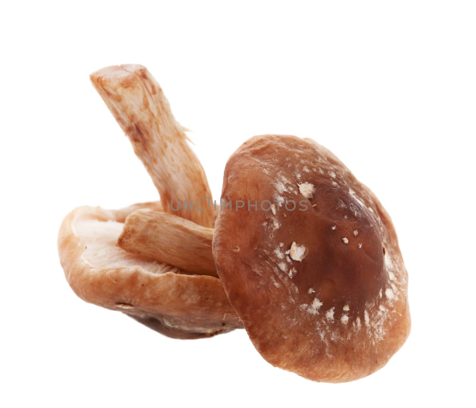 Raw, Shiitake mushrooms, shot on a white background.