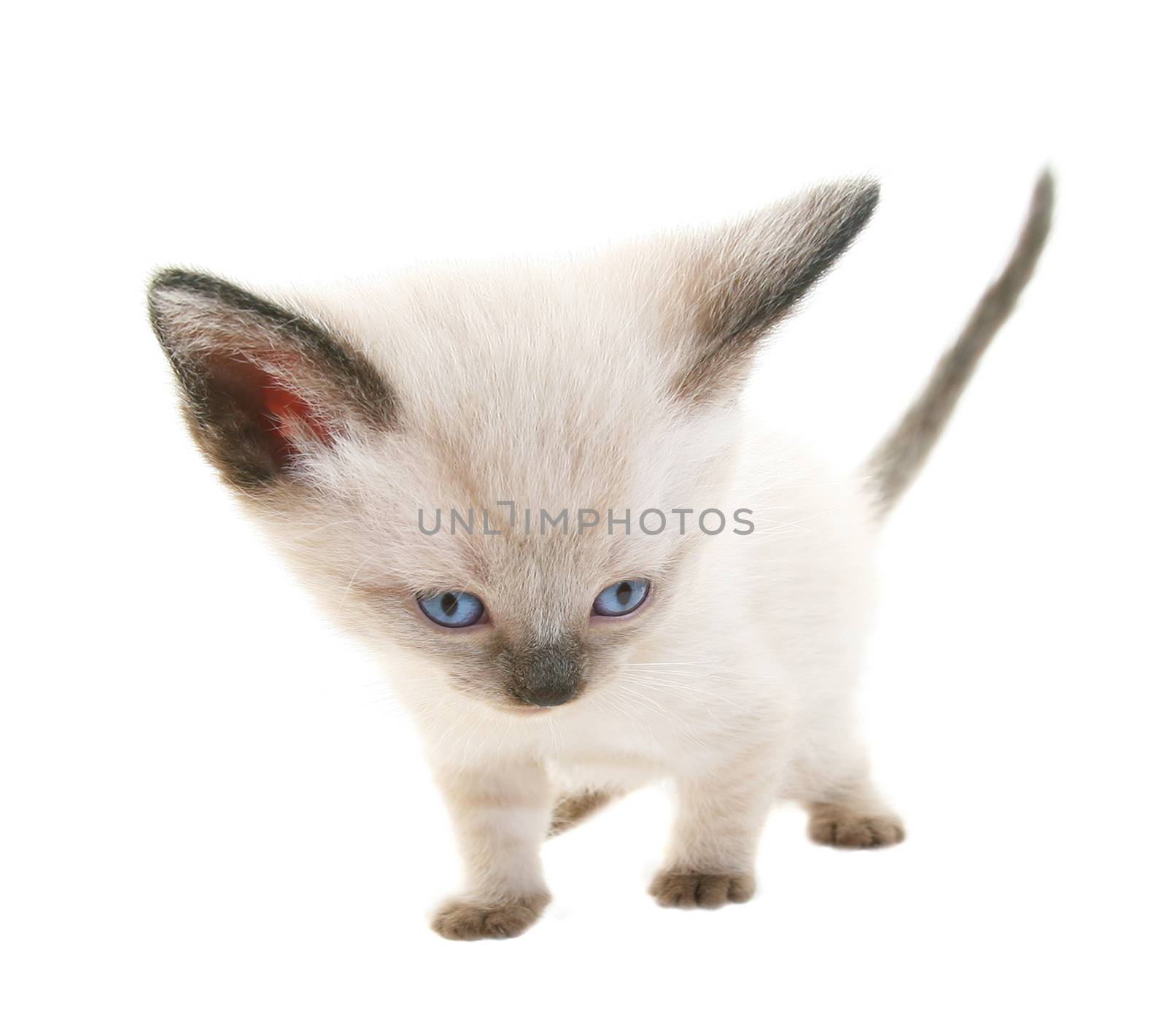 Funny Siamese Kitten by songbird839