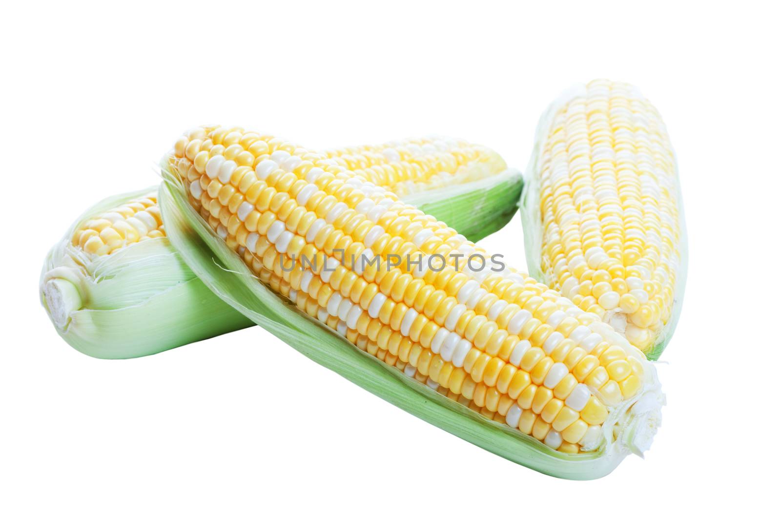 Three cobs of Peaches and cream corn, raw in husks.  Shot on white background.