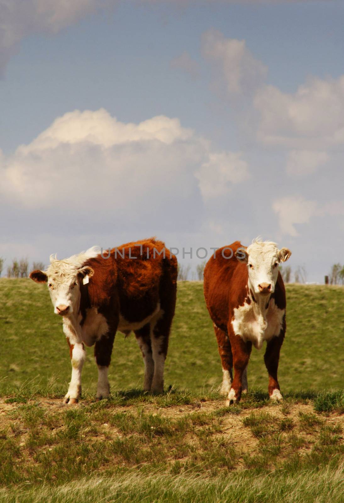 Two Hereford yearling cows standing on a grassy hill.