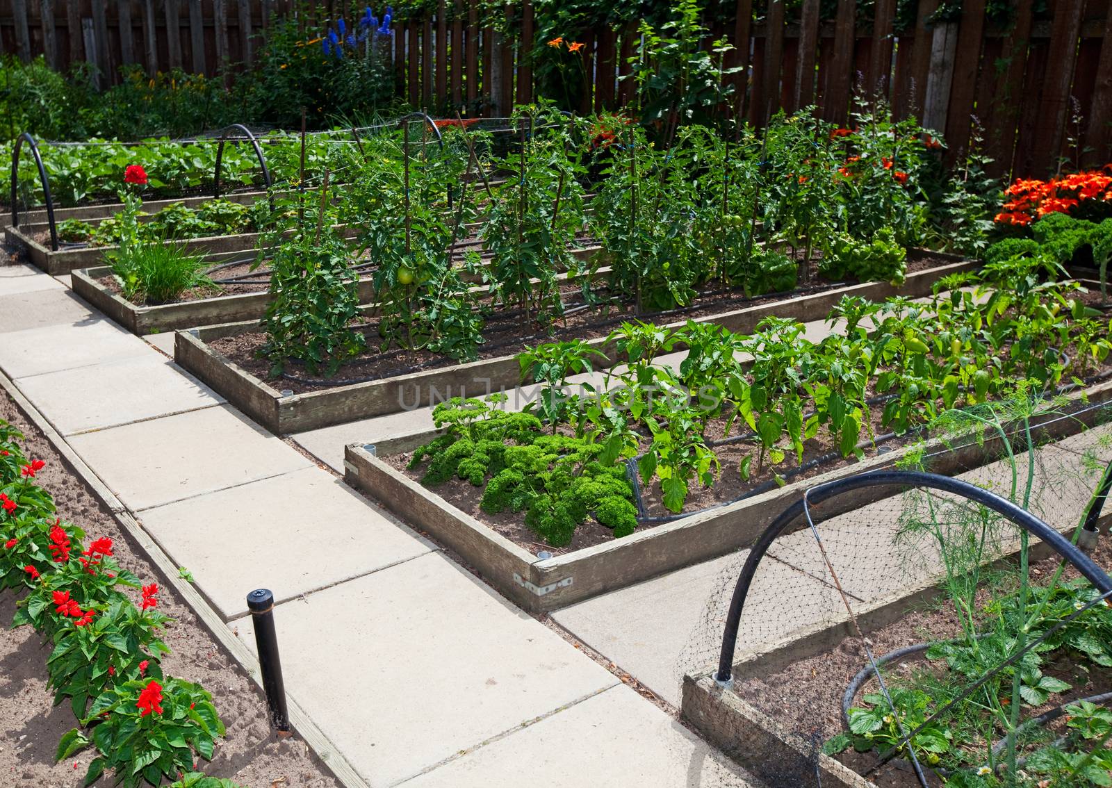 Raised vegetable garden beds are more productive and easier to maintain than traditional garden plots.  A section of raised beds on a sunny day.