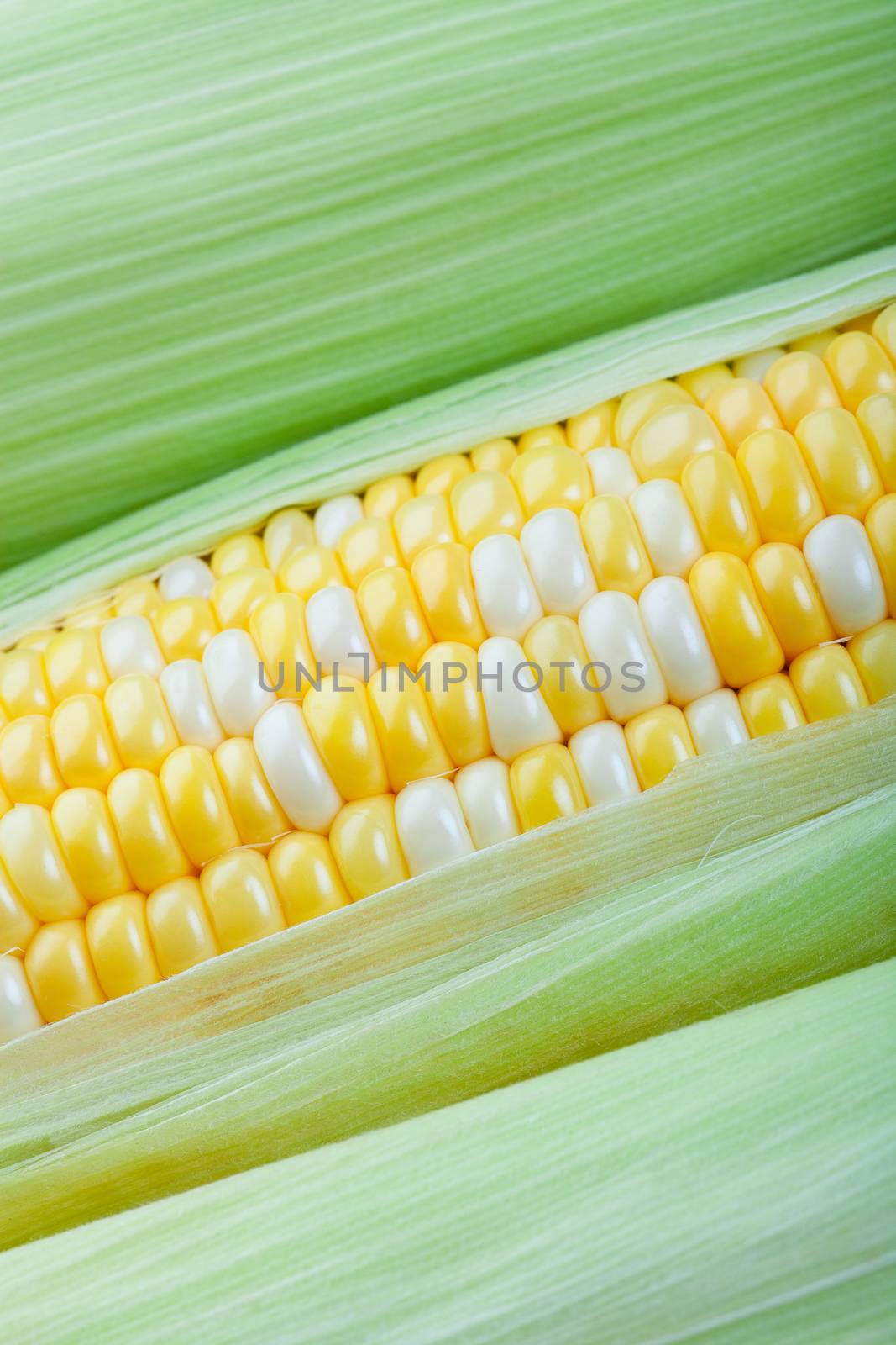 Peaches and cream corn on the cob with husks.