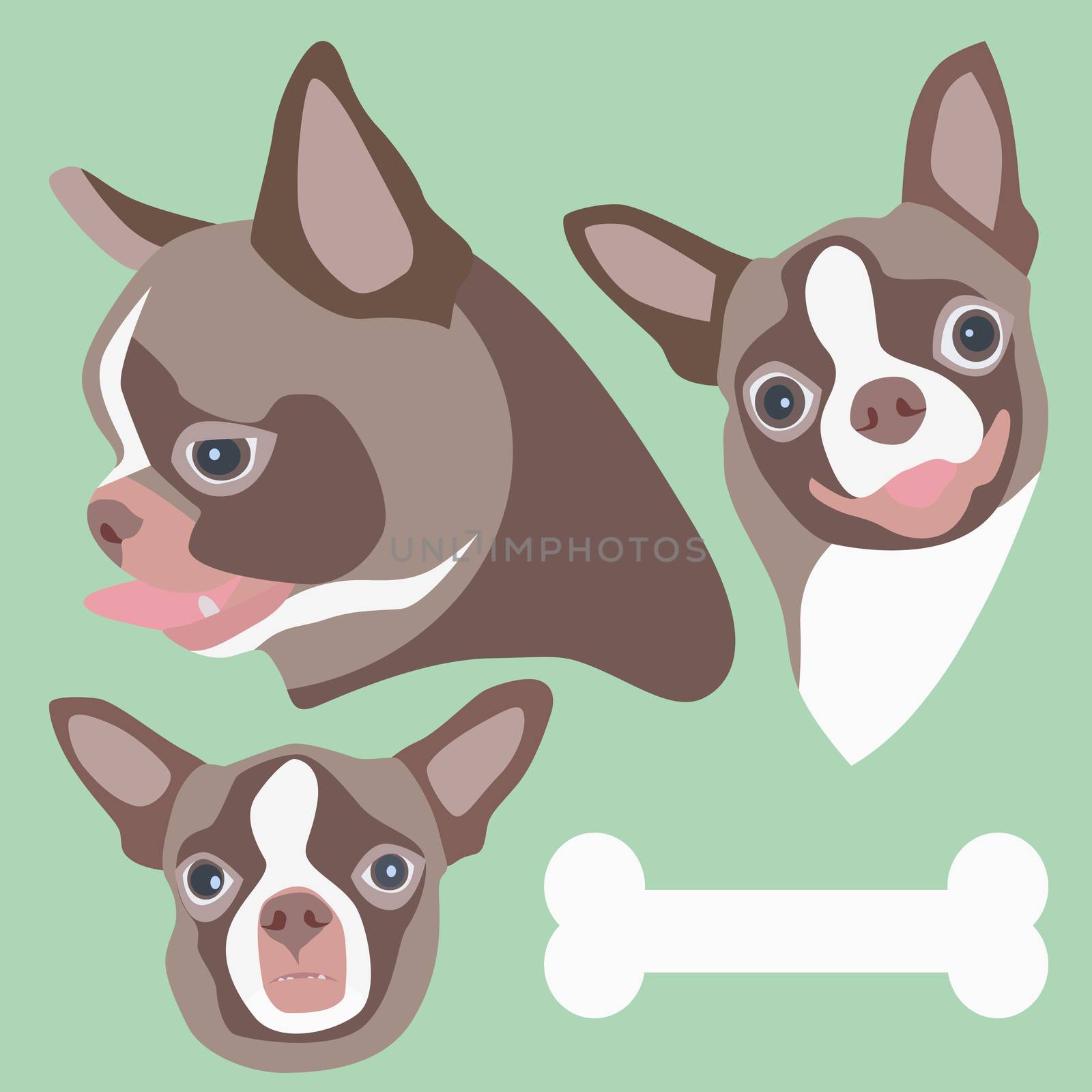 Vector and illustration of chihuahua head and bone