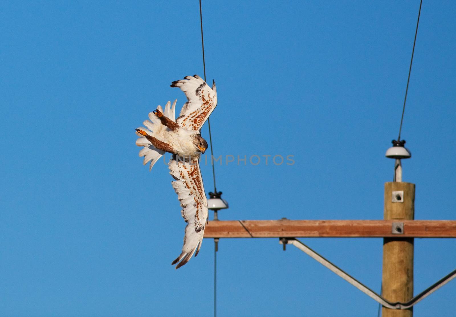 Power Line Collision by songbird839