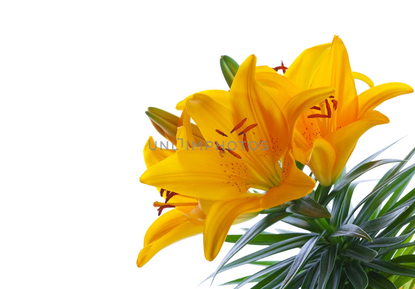 Asiatic lily hybrid: Yellow Pixie.  Shot on white background with space for text.