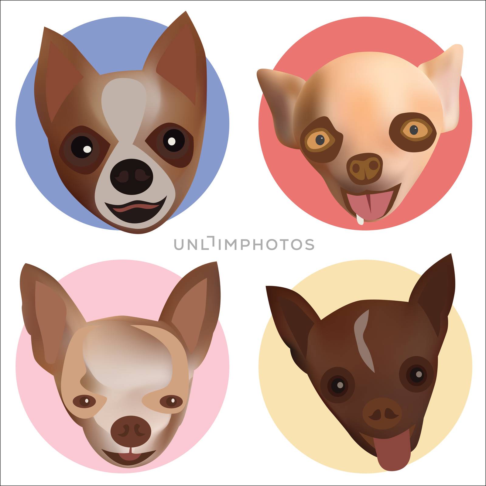 Vector and illustration of chihuahua head