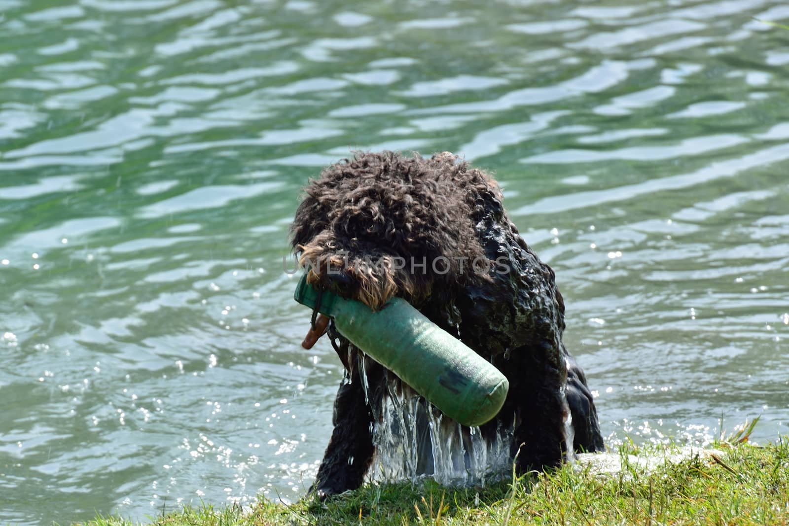 Dog fetching toy from lake