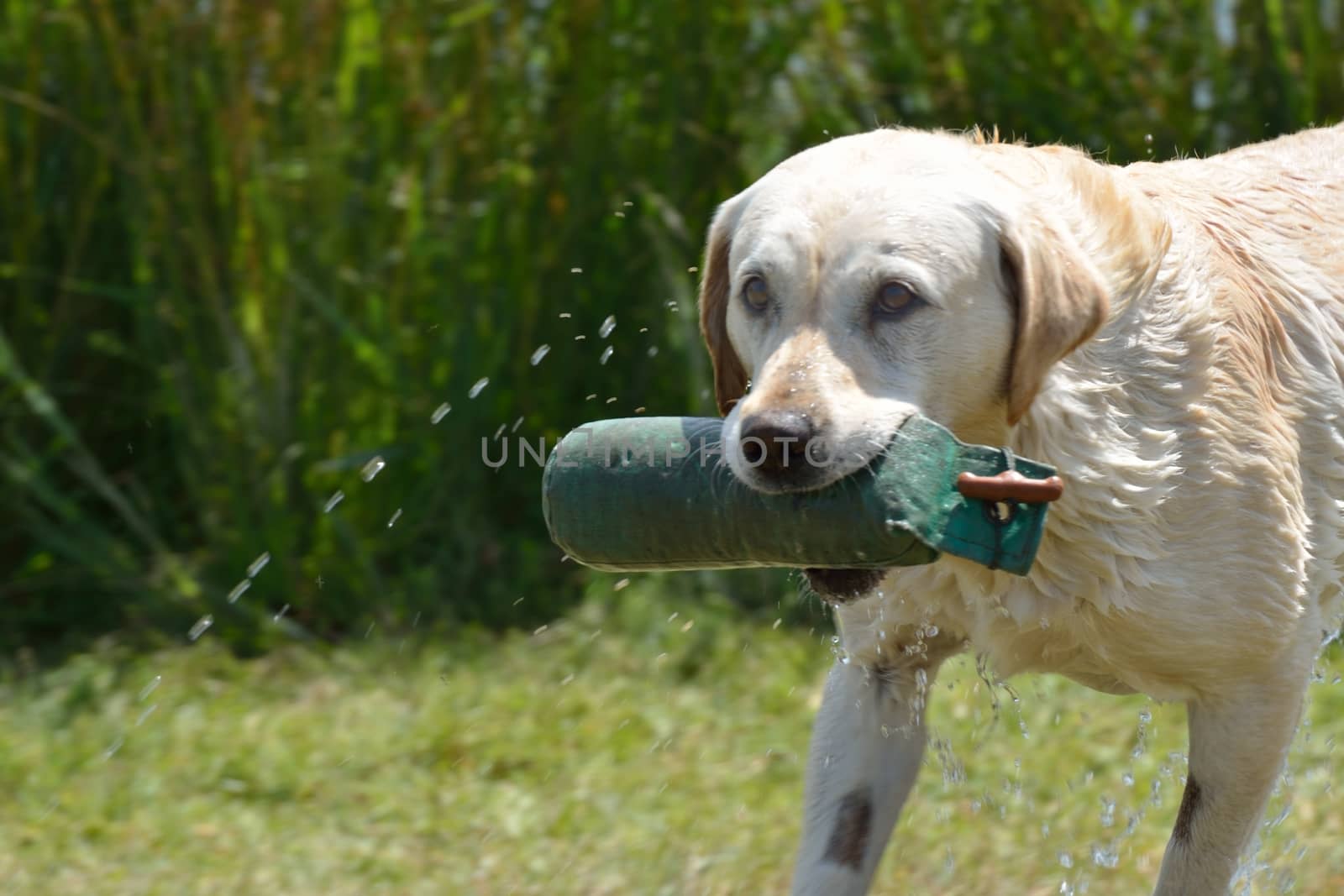 Retriever returning with toy